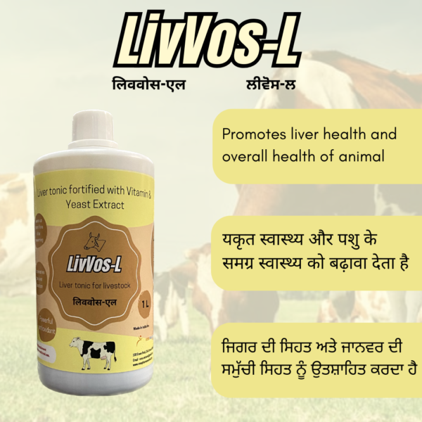 Livvos-L Liver tonic/syrup for Cow, Cattle, Buffalo & All Farm Animals - Image 2