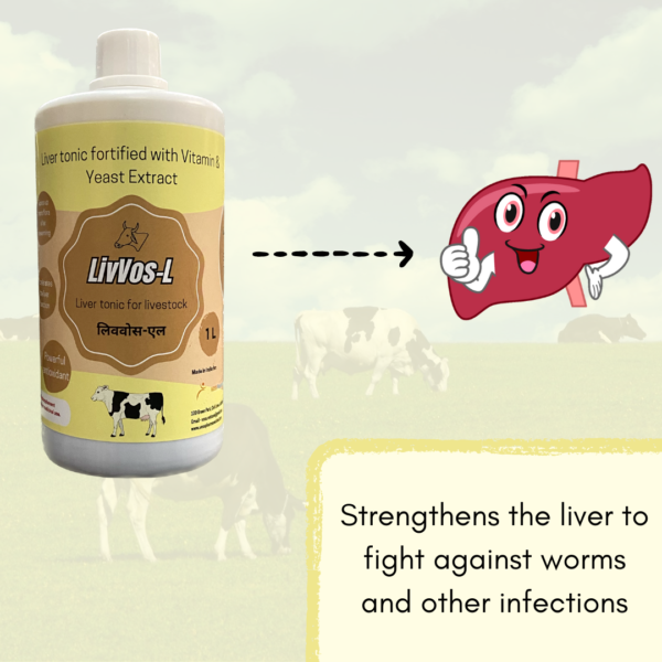 Livvos-L Liver tonic/syrup for Cow, Cattle, Buffalo & All Farm Animals - Image 4