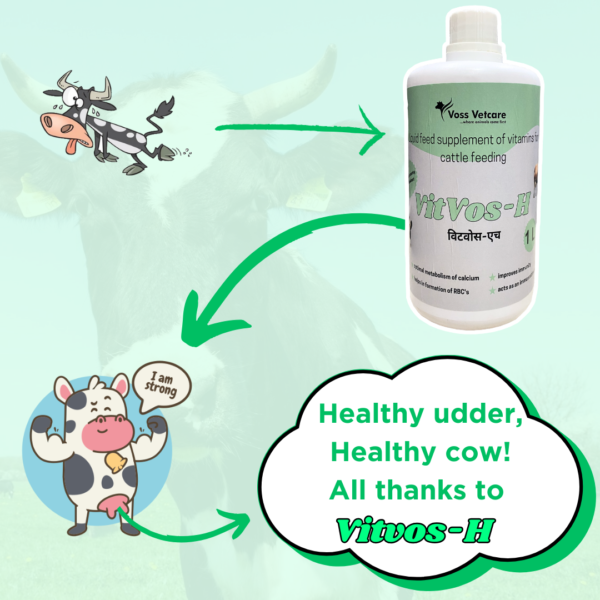 Vitvos-H Vitamin H and multivitamin syrup for udder for Cow, Cattle, Buffalo & All Farm Animals - Image 3